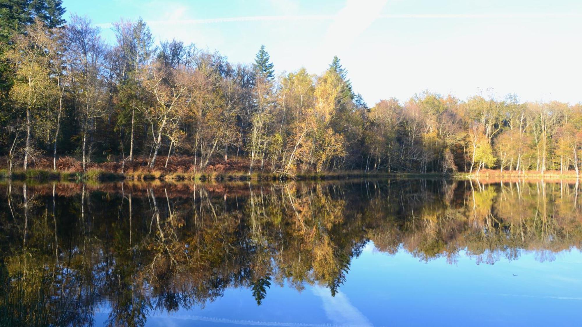 Chalet Des Aigrettes, Les 1000 Etangs La Voivre  Exteriér fotografie